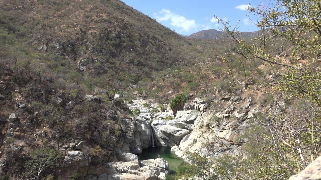 Wide view in Los Cabos, Mexico of pale rocks around green water, dry shrubs on the hillsides, foreground branches, and no visible people.