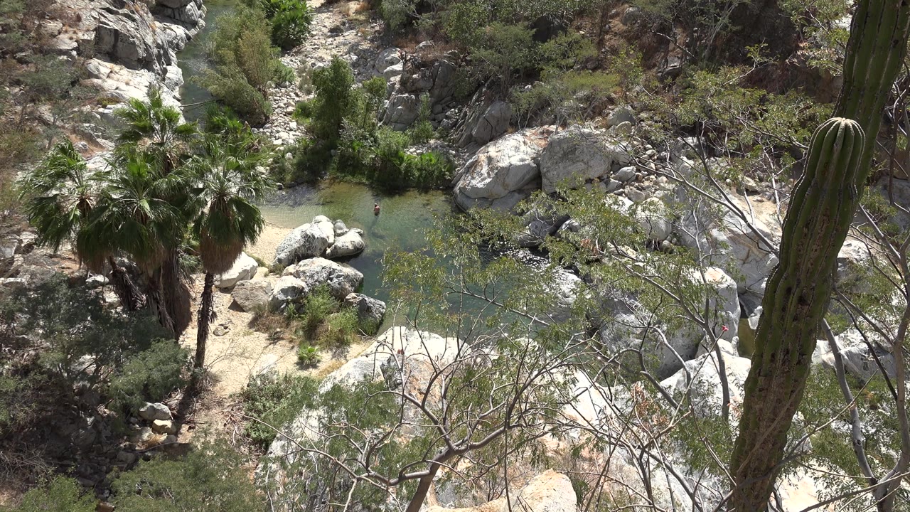 Opening Los Cabos frame showing a greenish pond among pale boulders, palms, foreground branches, and a tall cactus at right, with no clearly visible people.