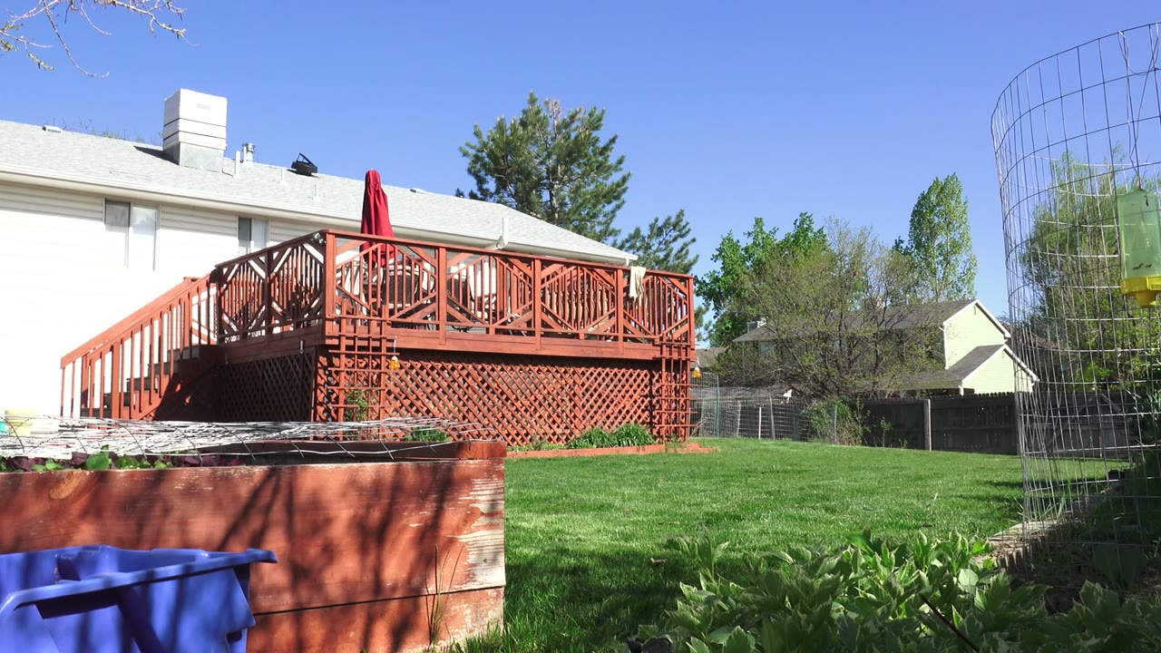 A Westminster, Colorado backyard shows a red wooden deck, green lawn, raised bed, fence, trees, and a white house under bright blue sky, with no visible people in this first frame.