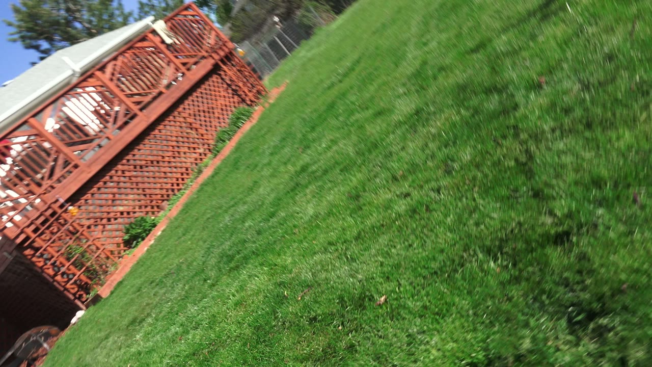 Angled view of a red-brown wooden deck and lattice beside a bright green Westminster, Colorado backyard lawn, with fencing and trees in the background and no visible people.
