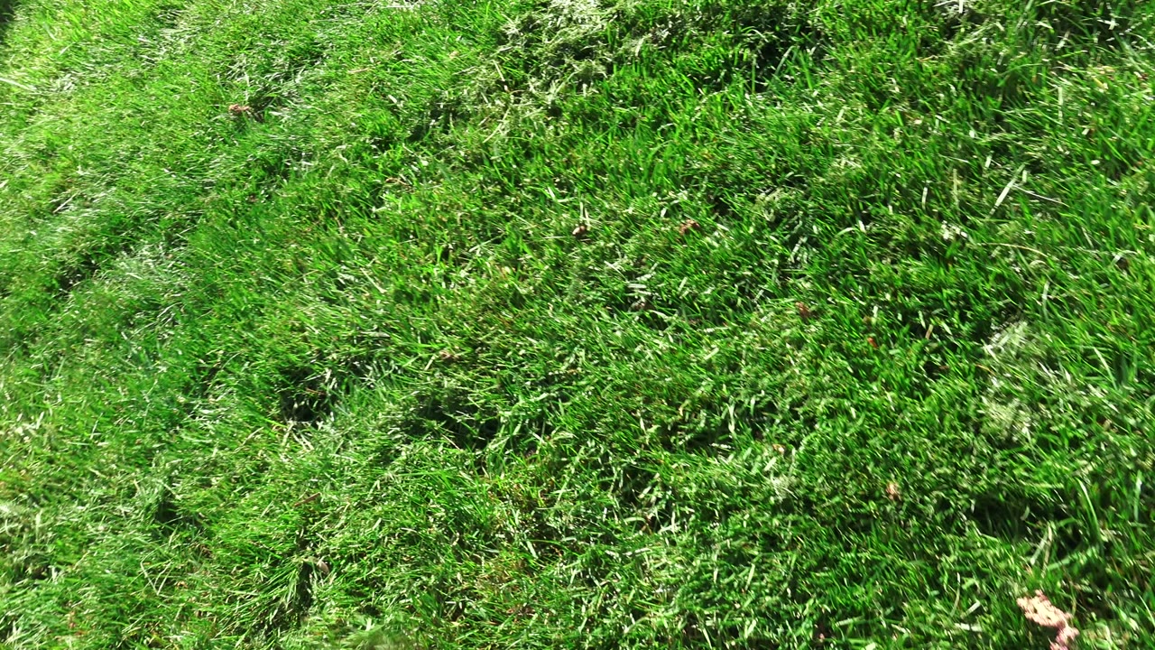 Bright green backyard grass with fence shadows