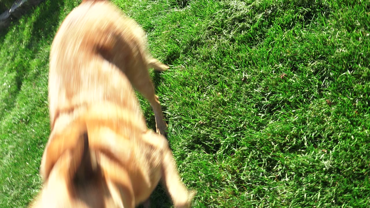 A golden dog passes close to the ground-level camera on a Westminster, Colorado lawn, with bright grass around it and no visible people.