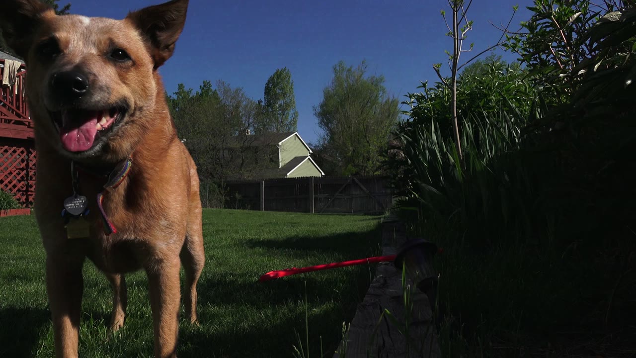 Tan dog close to camera in a sunny backyard.