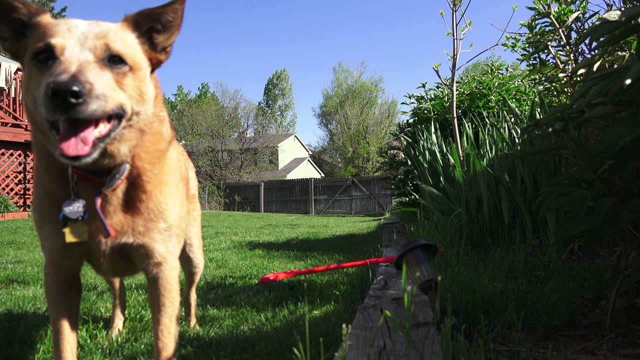 The small tan dog faces the lens from the lawn in a Westminster, Colorado backyard, with the red object on the grass and no visible people.