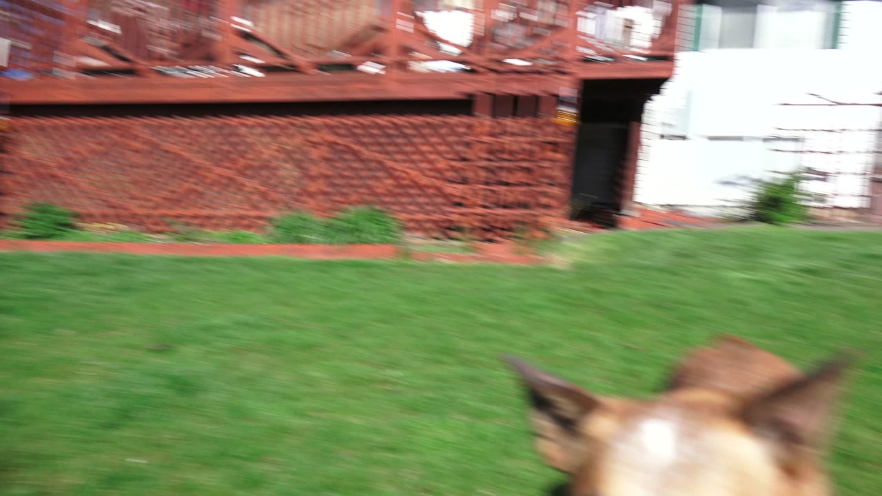 Blurred tan dog entering a sunny backyard frame on green grass.