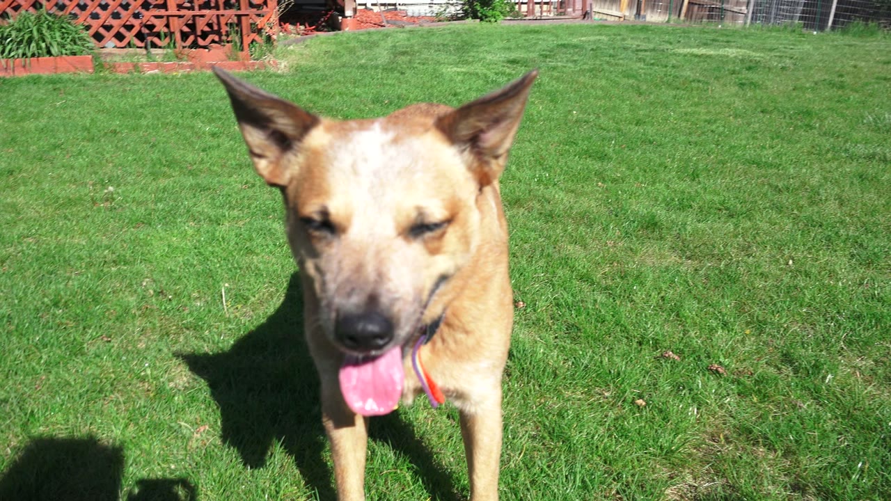 A tan dog faces the low camera with its tongue out in a Westminster, Colorado backyard, with bright grass and red lattice fencing behind it and no visible people.