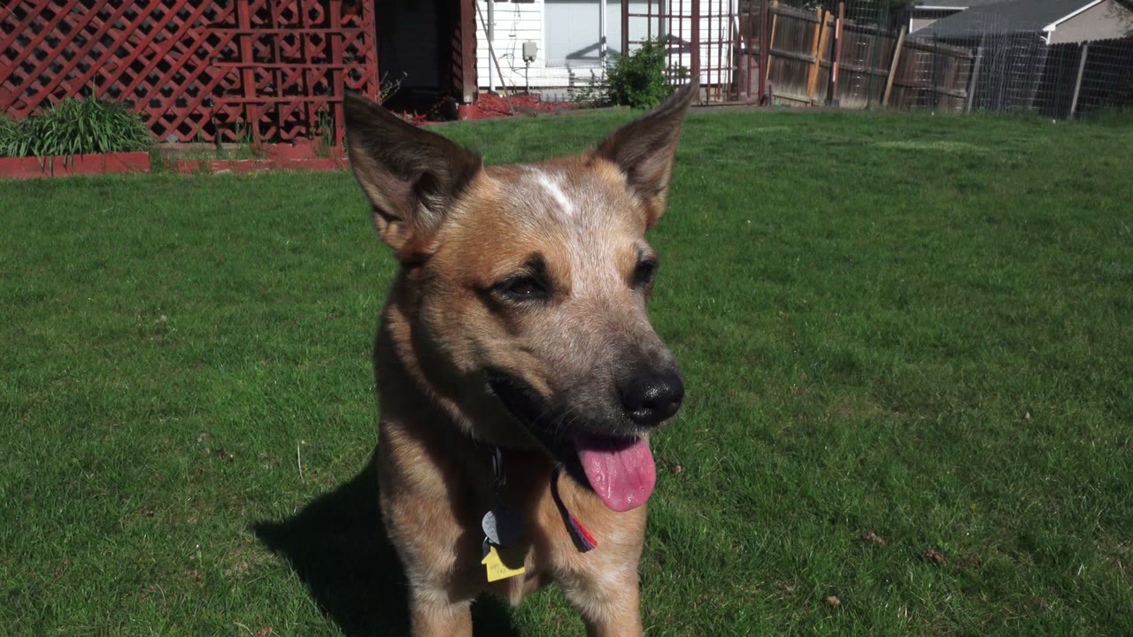 Brown dog panting on a green backyard lawn