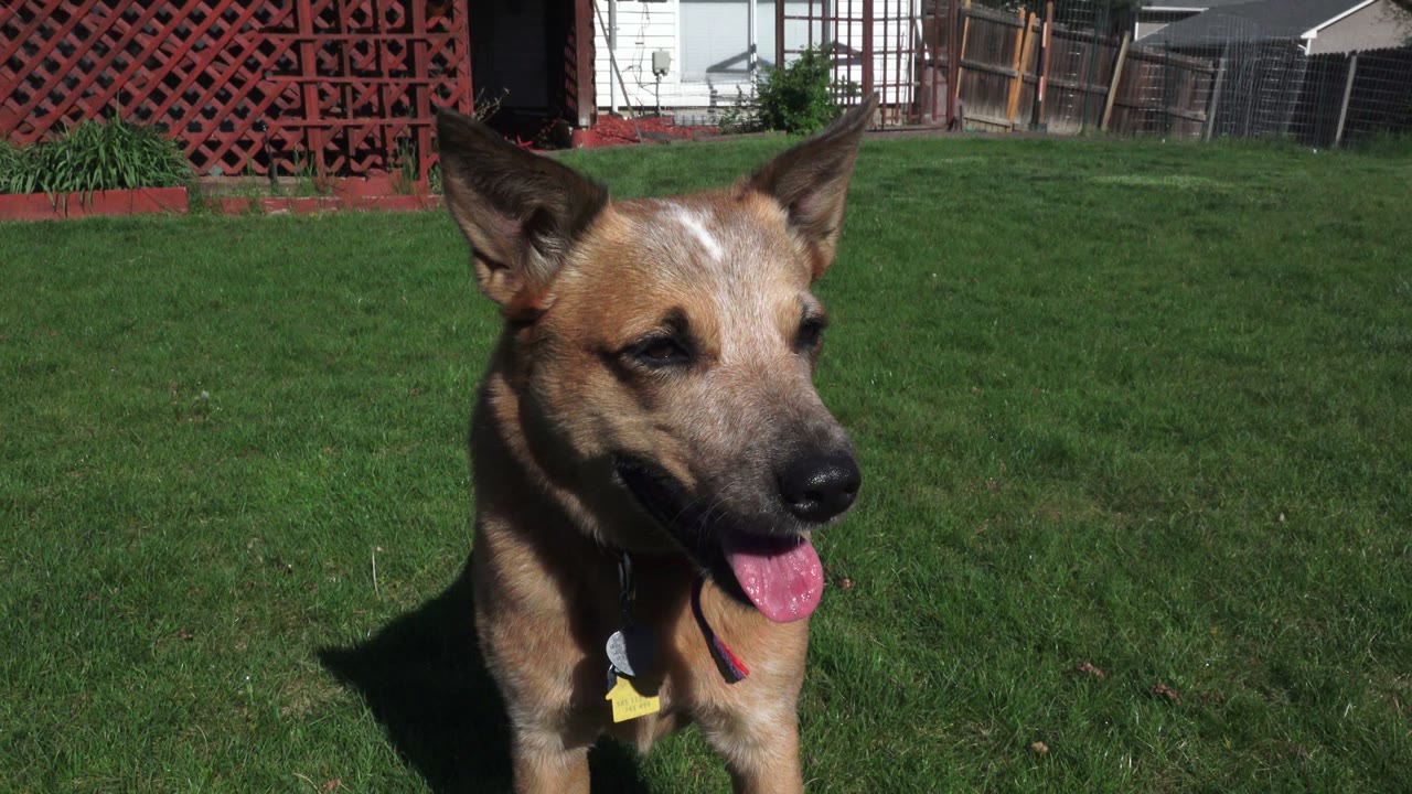The brown dog faces slightly right with its tongue out in the Westminster, Colorado backyard, framed against green grass, fencing, and red lattice with no visible people.