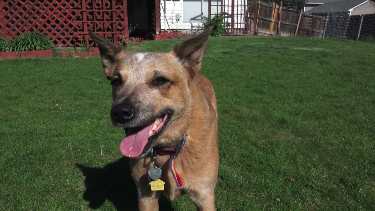 Tan dog panting on a sunny lawn beside red lattice.