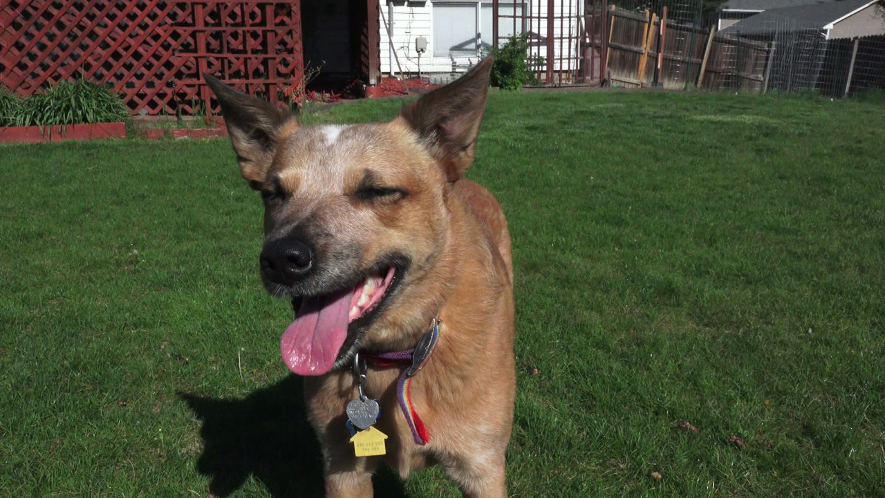 The dog remains close in the foreground with its tongue out, standing on a bright Westminster, Colorado lawn with fencing and red lattice in back and no visible people.