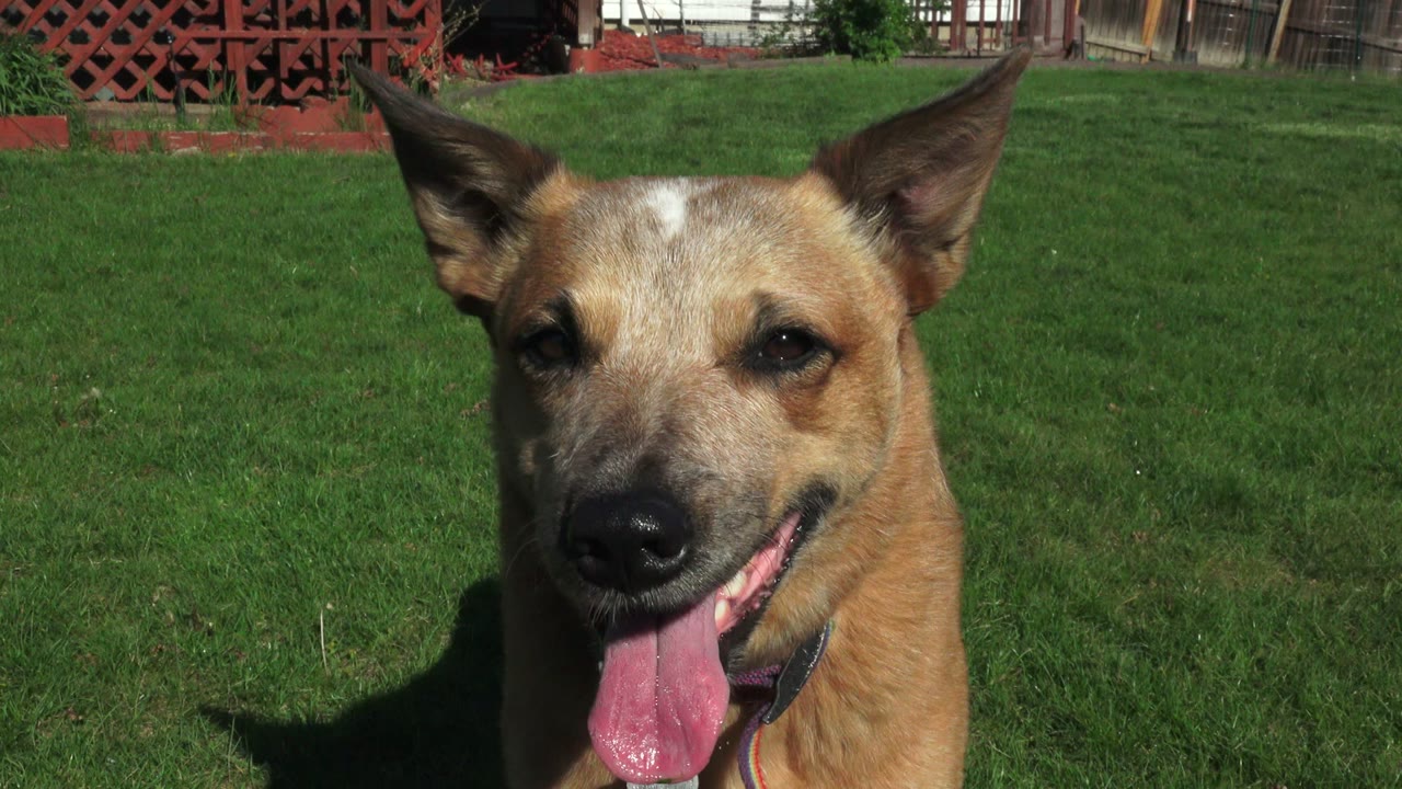 Tan dog panting on a green lawn