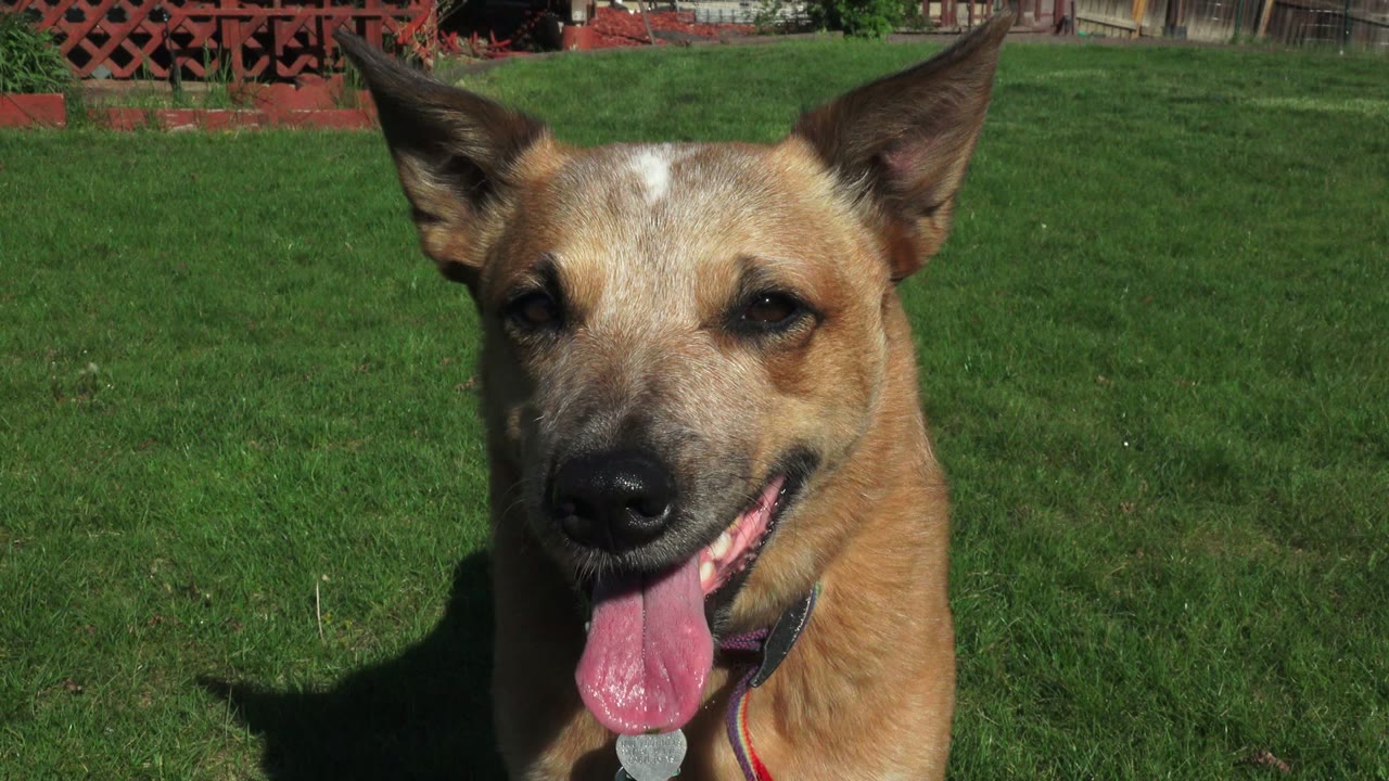 The dog remains close to camera in Westminster, Colorado, panting with its tongue forward while sun lights the grass behind it and no visible people appear.