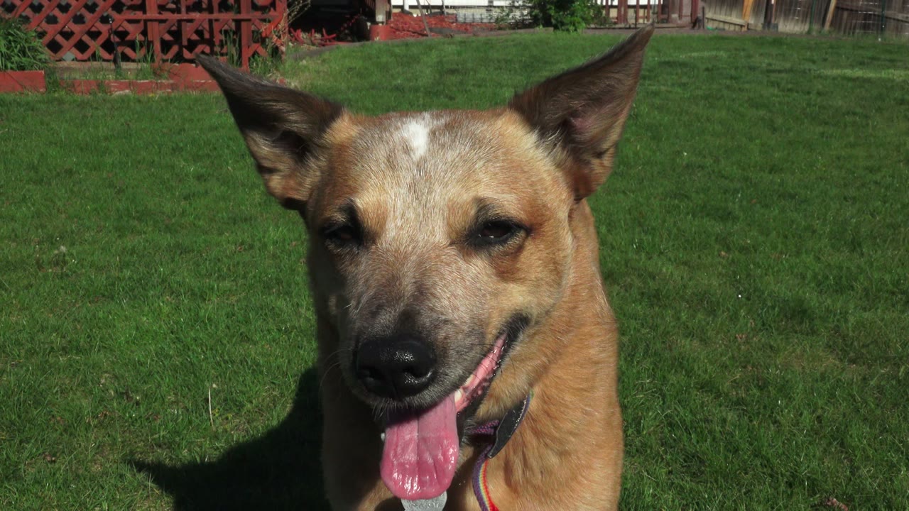 Tan dog sitting on green backyard grass with tongue out