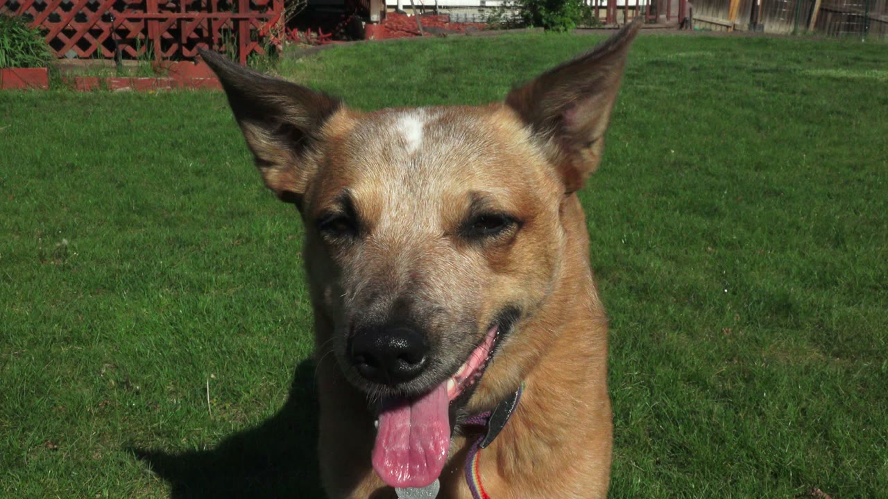 At 0:01, the dog remains centered in a close outdoor portrait on green grass, with red lattice fencing behind it and no visible people.