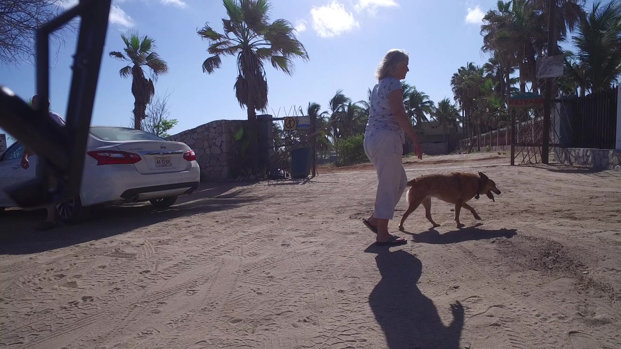 Woman walking a brown dog on a dusty driveway near palms and a white car.