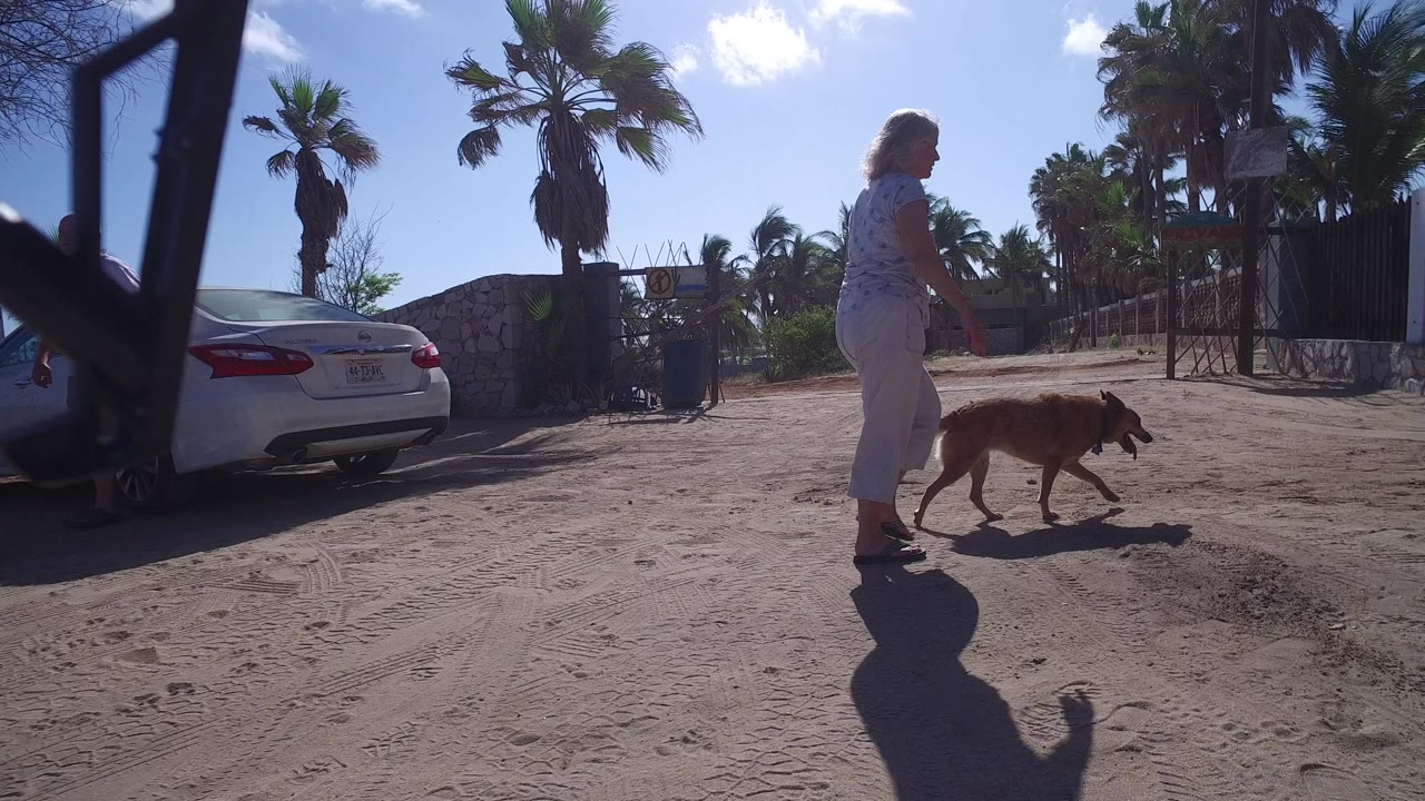 The woman and dog move farther right along the dirt entrance in Playita, Baja California Sur, with the white car partly parked at left and palm trees above the gate.