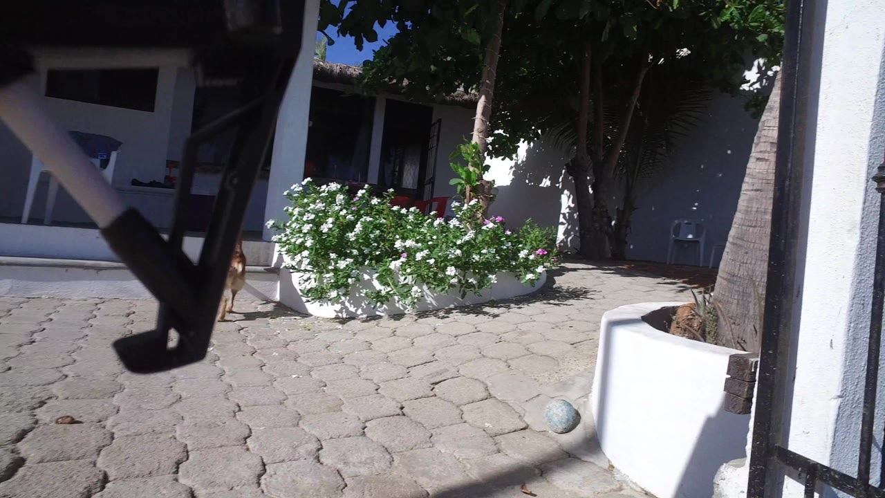 Paved patio with flowering shrubs beside a white house