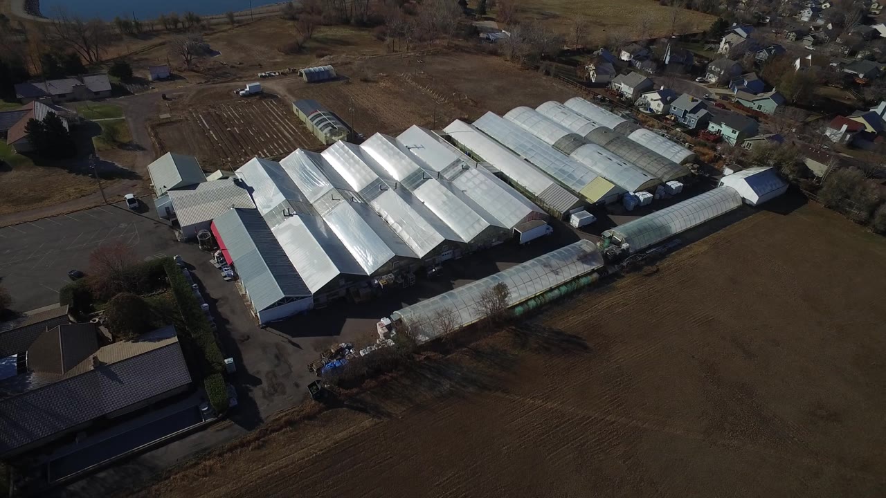 Aerial view in Westminster, Colorado with reflective greenhouse rows filling the center, open brown ground below, houses beyond, and no visible people.