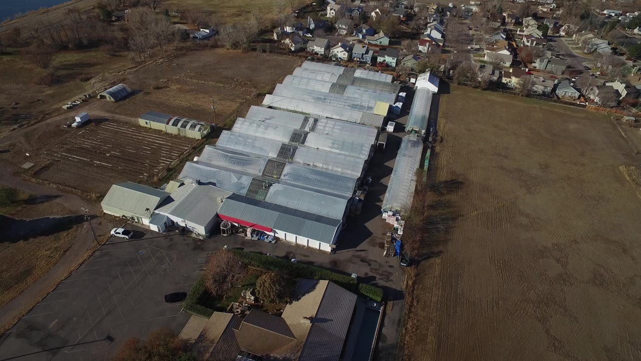 Aerial frame over Westminster, Colorado showing pale-roof commercial greenhouse structures, brown fields, paved drives, nearby houses, and no visible people.