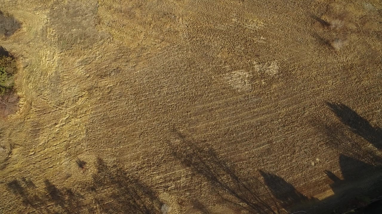 Aerial view of yellow-brown grass with long tree shadows.