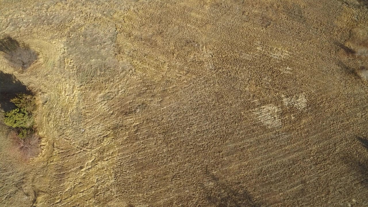 Overhead brown field with a lone tree at the left edge