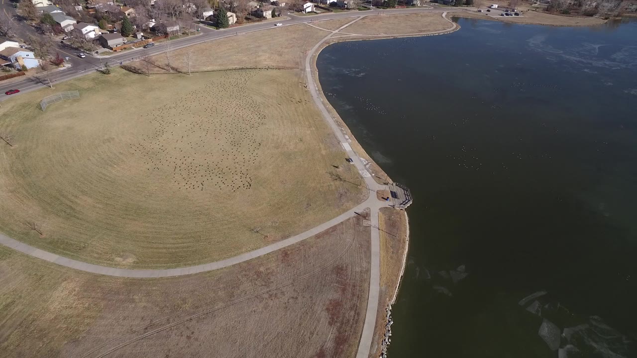 High aerial frame over Hidden Lake, Colorado, showing tan open grass, a curved shoreline path, dark water, scattered birds on the field, nearby homes at the top edge, and no visible people.