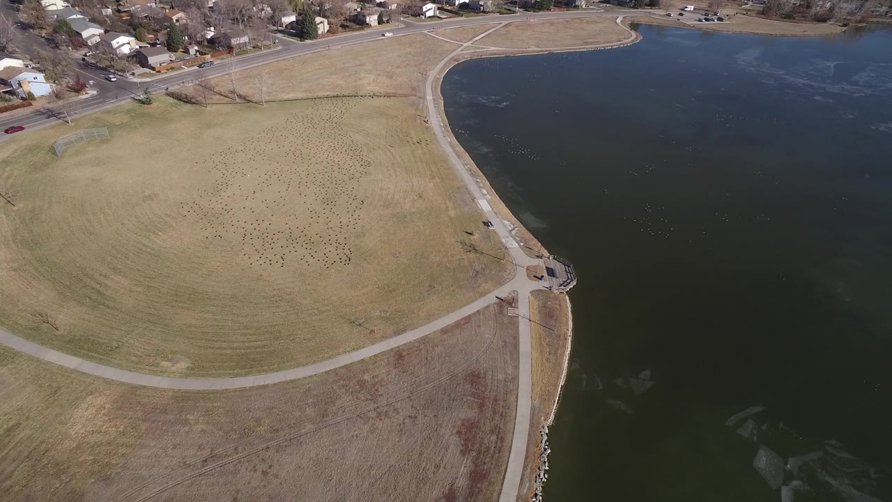 Aerial view at Hidden Lake, Colorado, with the shoreline path running along dark water, a broad tan field holding many small birds, homes near the upper edge, and no visible people.