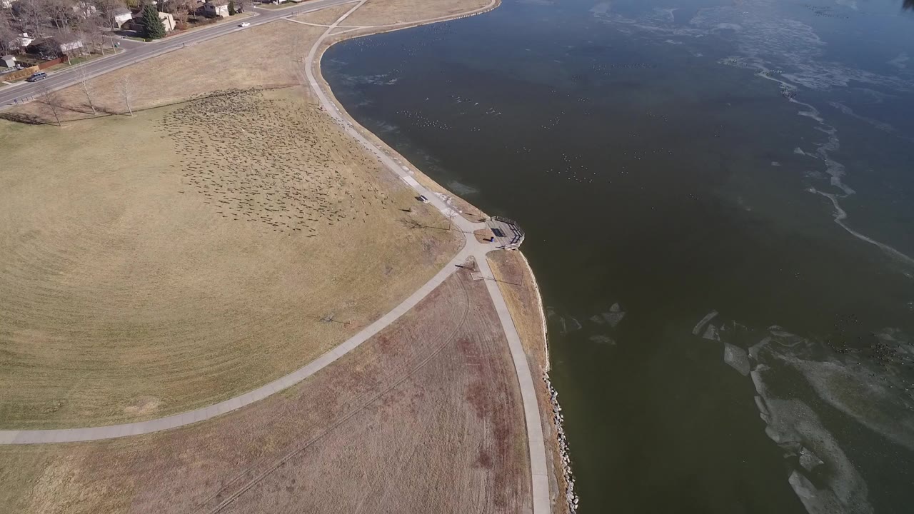 Aerial view of birds over a lakeshore beside grass and paths.