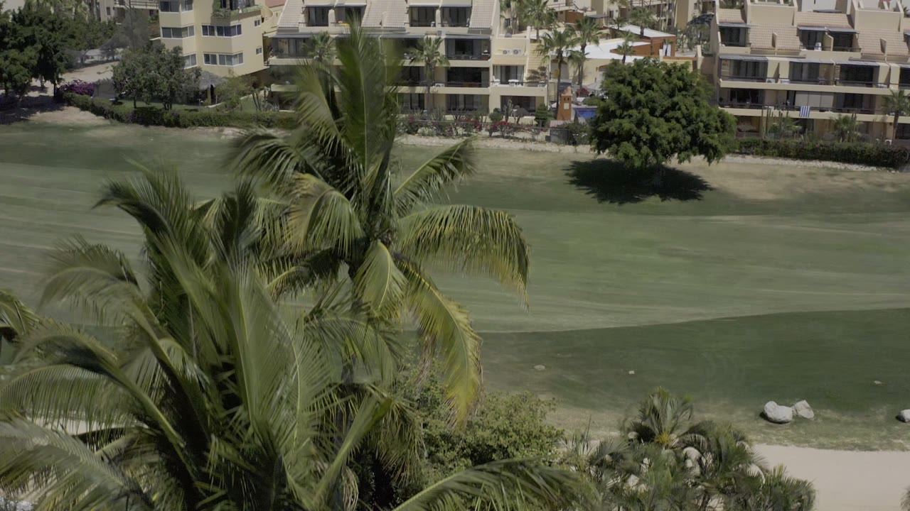 A tall palm fills the foreground while the Los Cabos golf course and multi-story buildings remain visible beyond it, with no visible people.