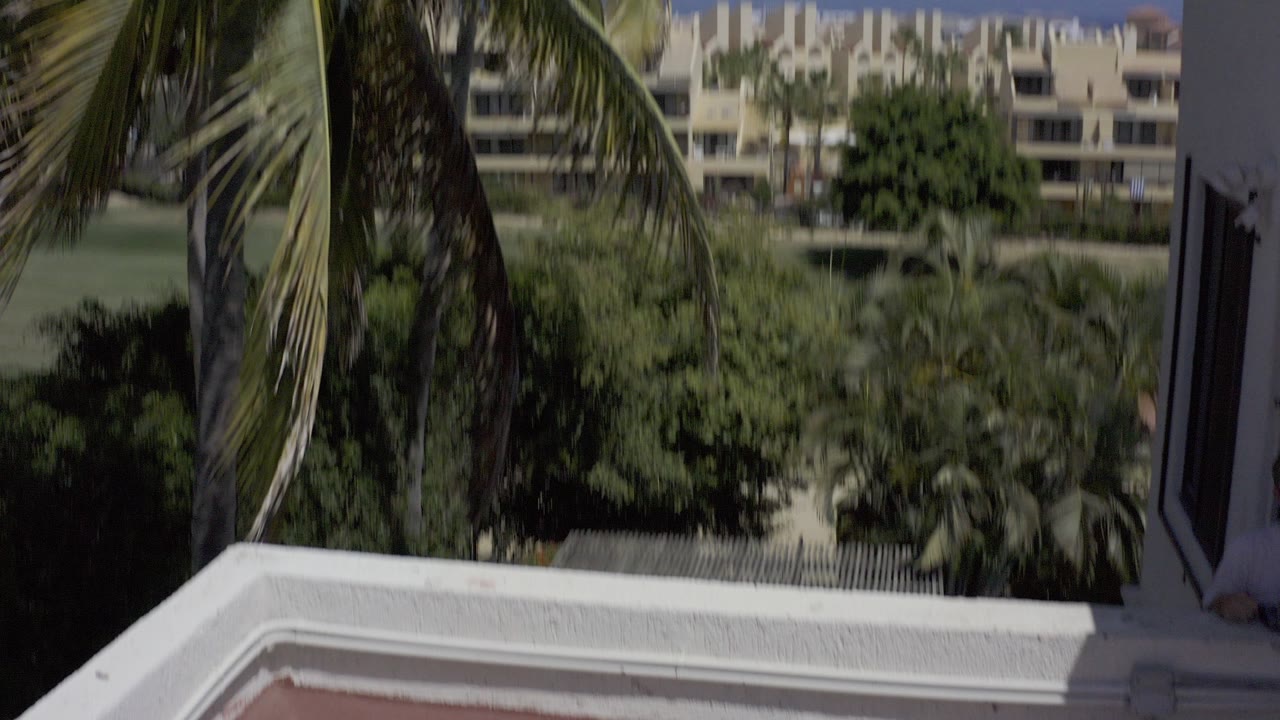 Rooftop view in Los Cabos, Mexico with palm fronds crossing the foreground, a white parapet below, modern buildings beyond trees, and no visible people.