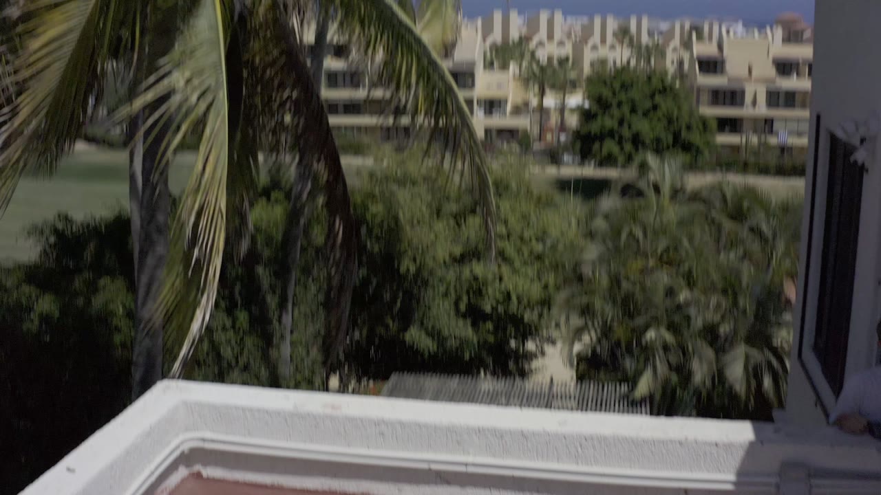 Los Cabos rooftop scene with a large palm trunk near the left side, white parapet in the lower frame, layered trees, distant modern buildings, and no visible people.