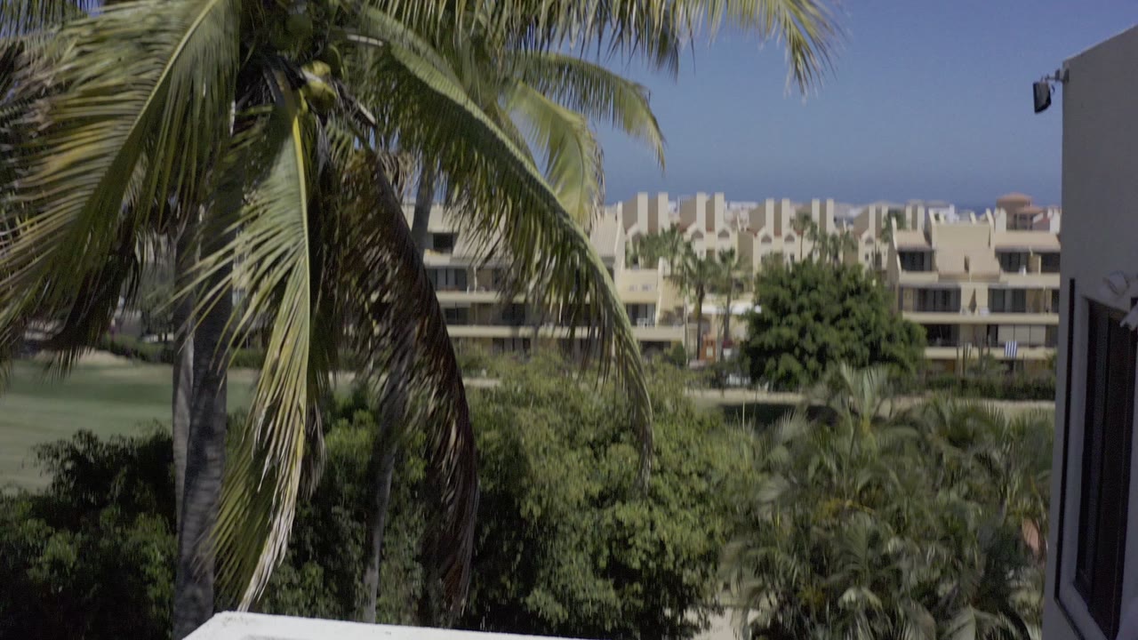 Open wall edge, palm leaves, trees, and pale buildings under blue sky.