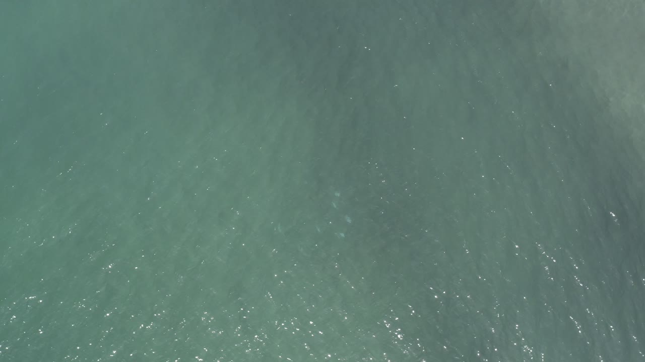 Top-down sea surface with muted green color and light ripples.