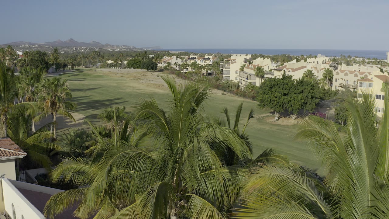 Palm trees above grass and pale buildings with ocean in the distance.