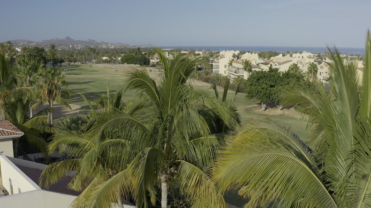 Dense palm fronds in front of homes, grass, hills, and ocean.