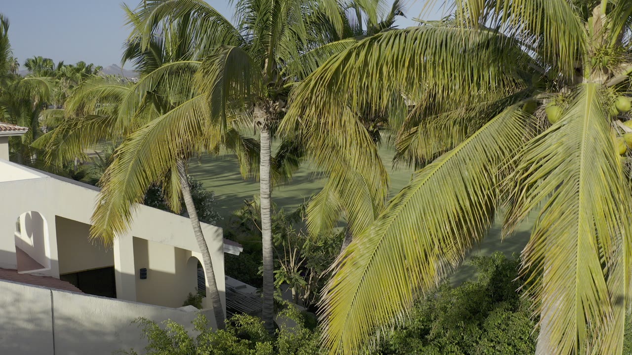 Opening frame of Los Cabos, Mexico aerial footage showing palm fronds over a white stucco house, green landscaped grounds, and no visible people.