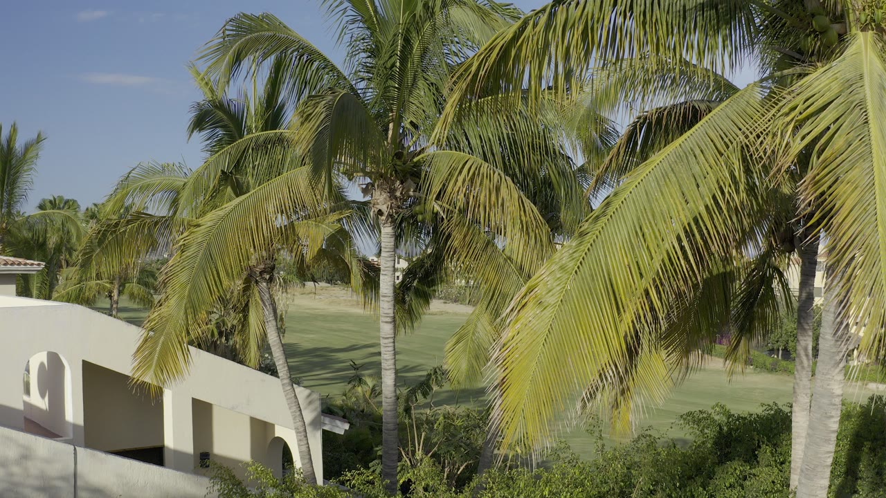 Palm trees over a white stucco building and green lawn.