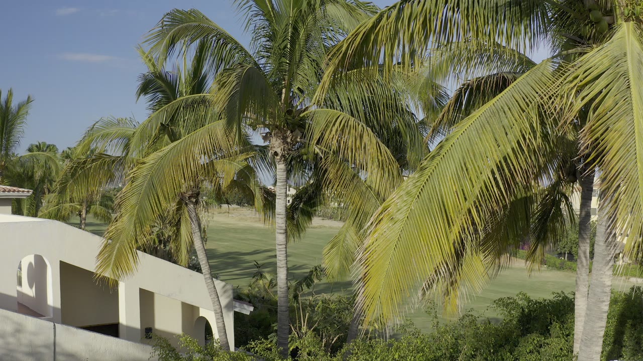 Palm fronds dominate the Los Cabos view, with white stucco architecture at the lower left and open green landscaping behind, with no visible people.