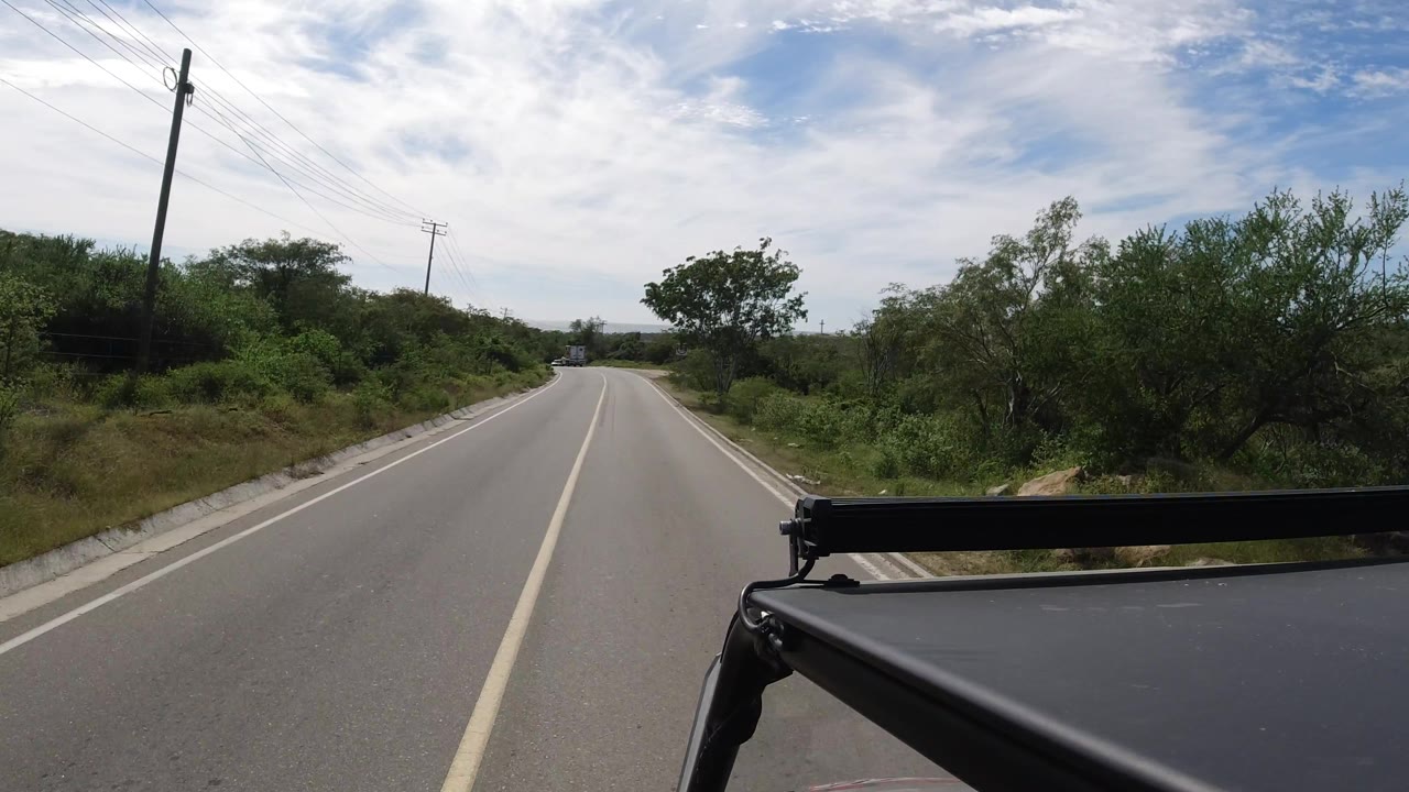 Curving paved road bordered by shrubs and a small roadside tree.