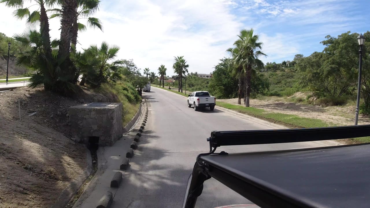 Palm trunks and roadside planting beside a road with a pickup ahead.
