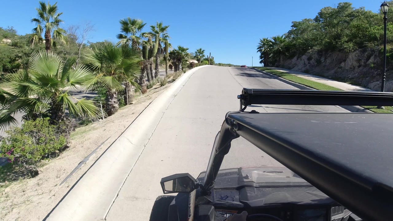 Palm cluster beside uphill road and vehicle foreground