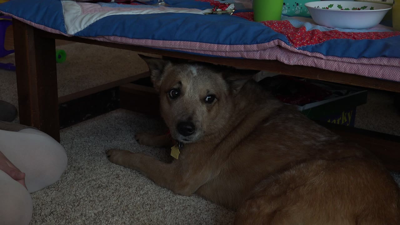 Tan dog rests on carpet under a low table or bed in a Broomfield, Colorado home-video frame, with dim indoor light and no visible faces.