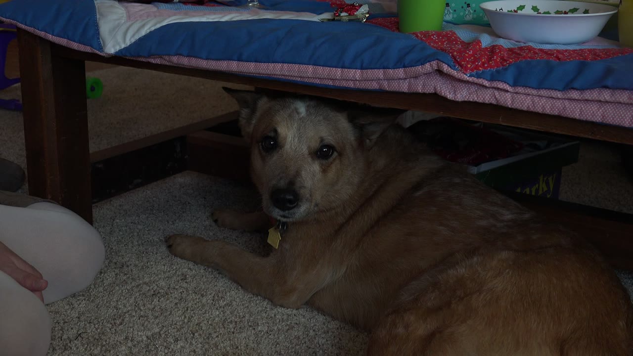 The dog looks toward the low camera from beneath the furniture, with blankets and household bowls visible above in the Broomfield, Colorado interior.