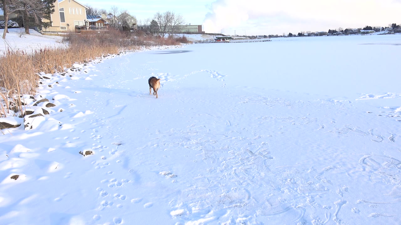 Small dog on snowy frozen lake near reed-lined shore