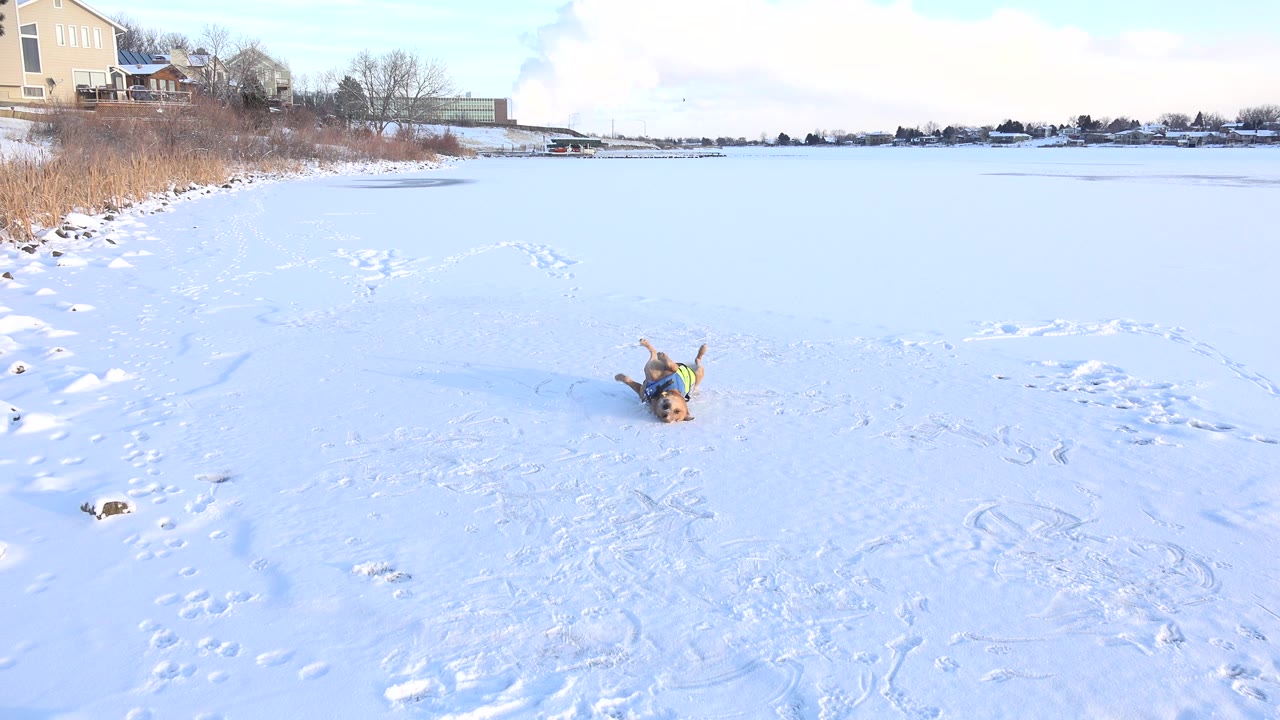 Brown dog rolling on its back in snow near a frozen lake.