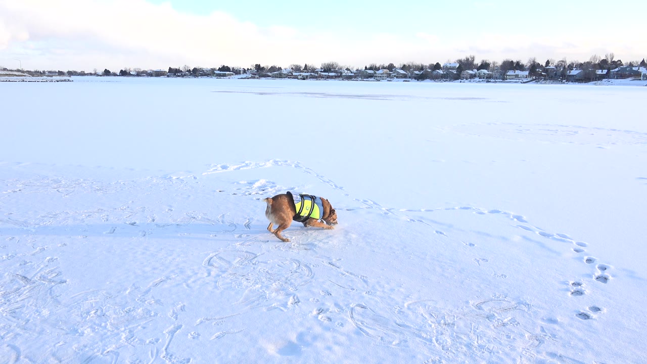 Small dog in a green harness rolling in snow near footprints.