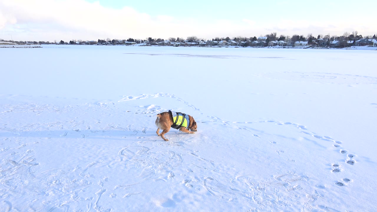 At Hidden Lake, Colorado, the dog stays low on its side in the snow, centered against a broad white field with a dark tree line and distant buildings across the top of the frame and no visible people.