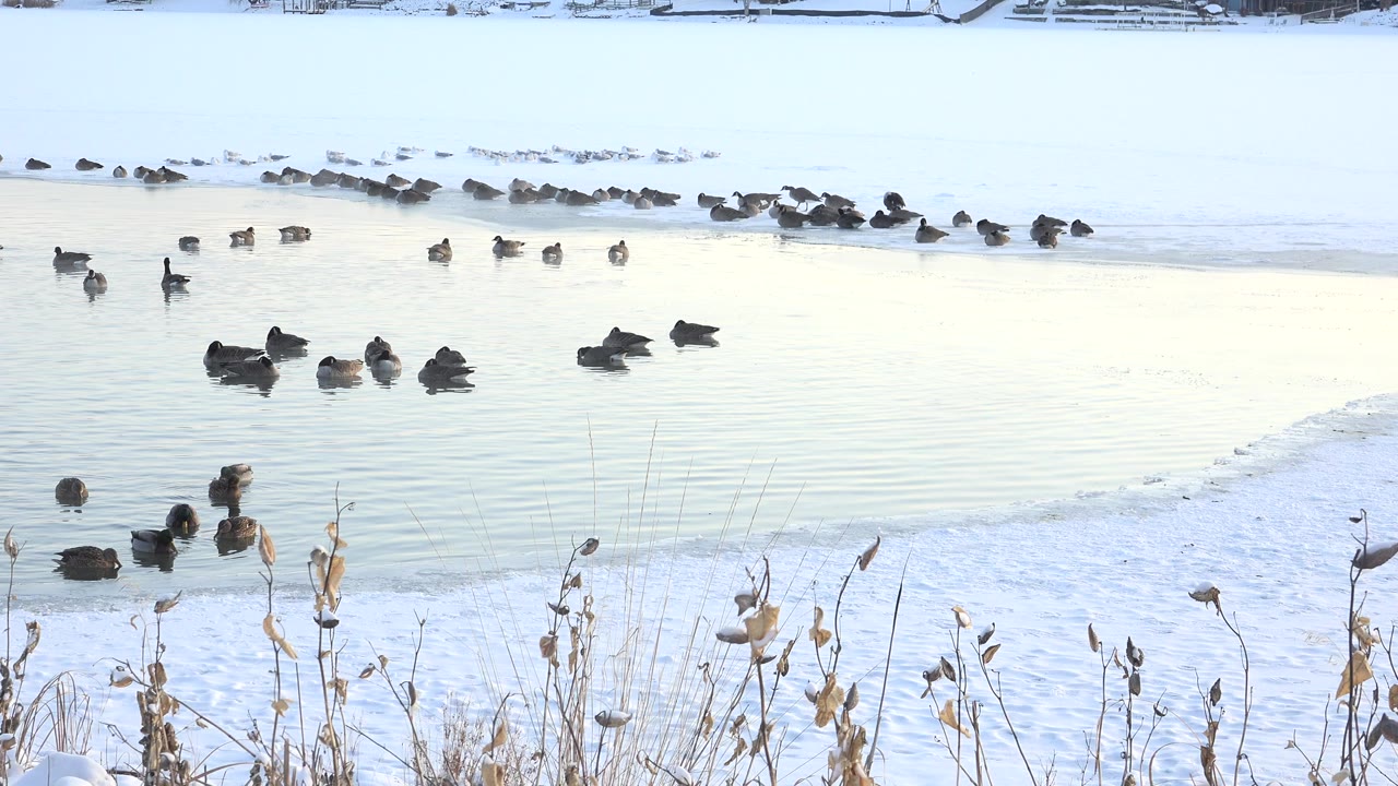 Ducks floating on open water beside snow and reeds.