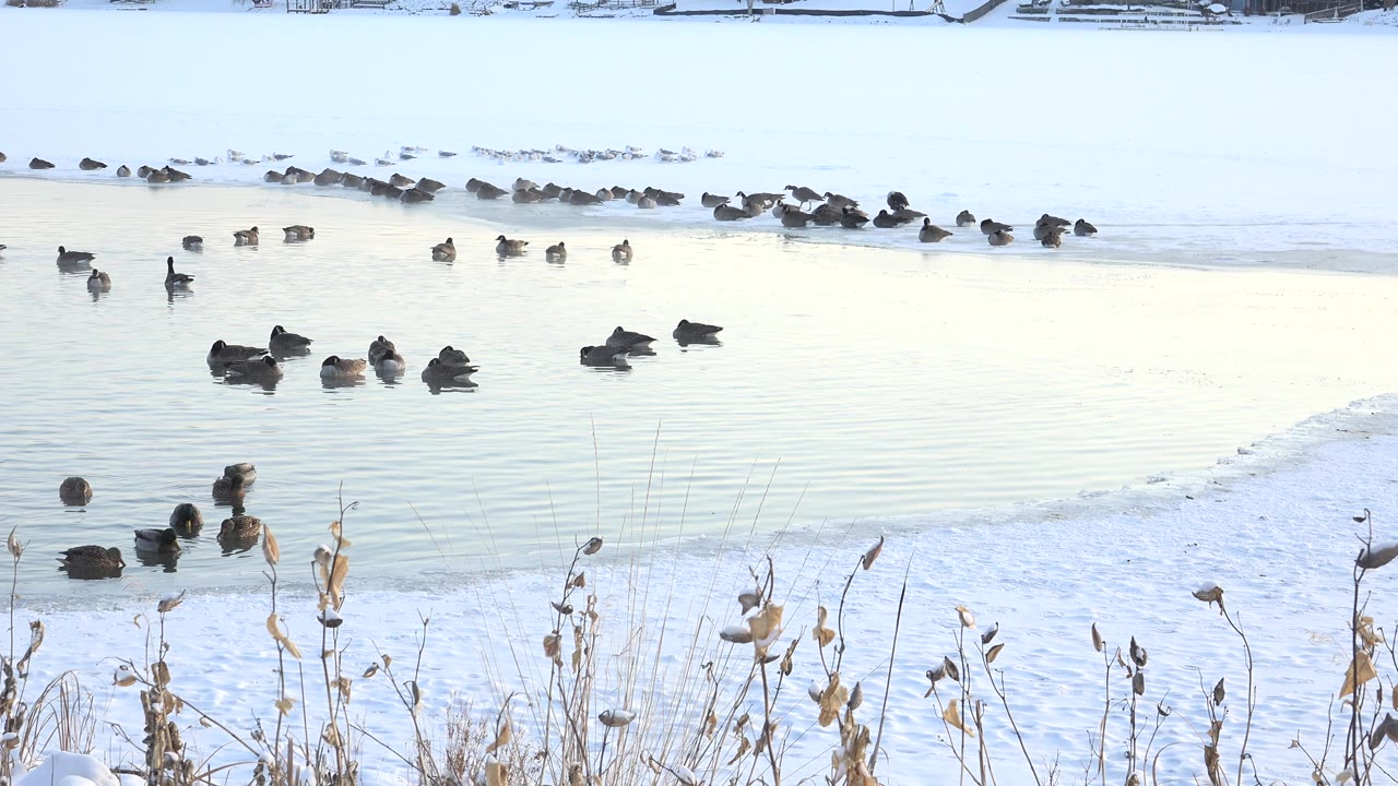 A larger cluster of ducks gathers near the lower left waterline at Hidden Lake, Colorado, with snow and reeds in front and no visible people.