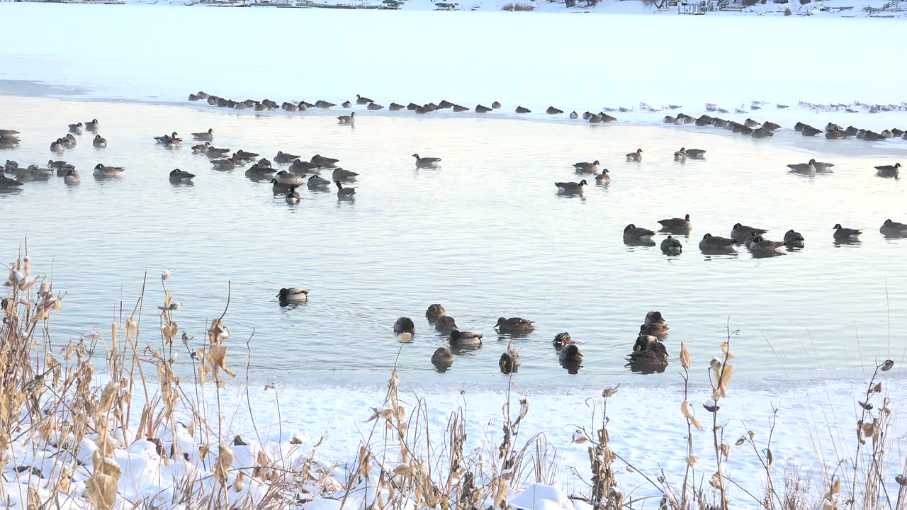 Ducks gather on pale water at Hidden Lake in Colorado, with snowy shoreline, dry reeds in the foreground, and no visible people.